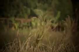 Voire vedeo poreno jeune fielle avec animaux chevaux